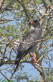 /album/photogallery/dark-chanting-goshawk-makasutu-jpg/